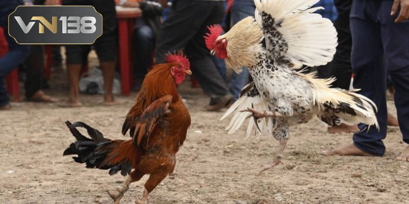 Chia sẻ cách giúp hội viên trải nghiệm đá gà Campuchia