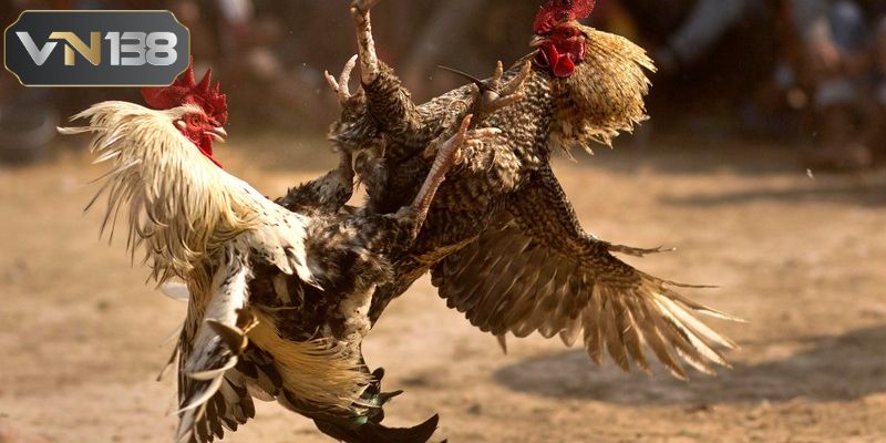 Sảnh cược tại VN138 cung cấp đường truyền rất sắc nét