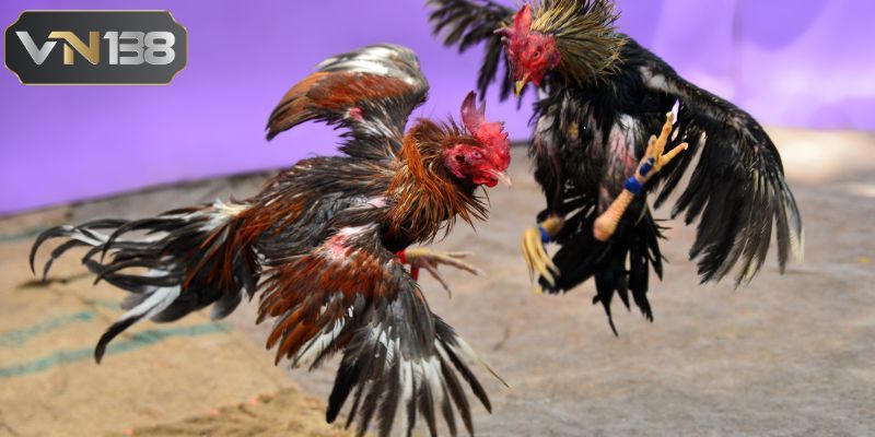 Giới thiệu tổng quan về gà cựa sắt đình đám