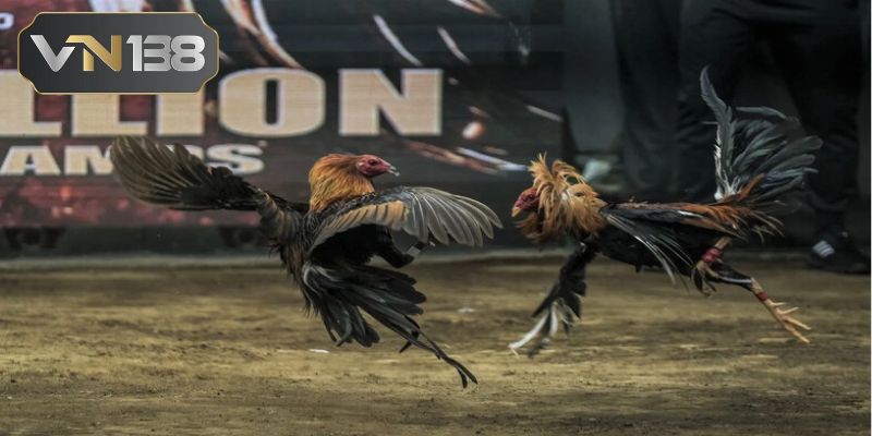 Những bí kíp gia truyền từ cao thủ hỗ trợ bạn chơi đá gà cựa dao 