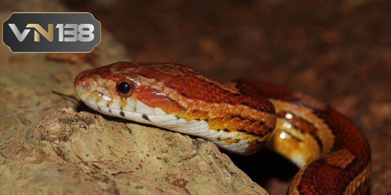 Mơ thấy rắn và các con số may mắn đi kèm